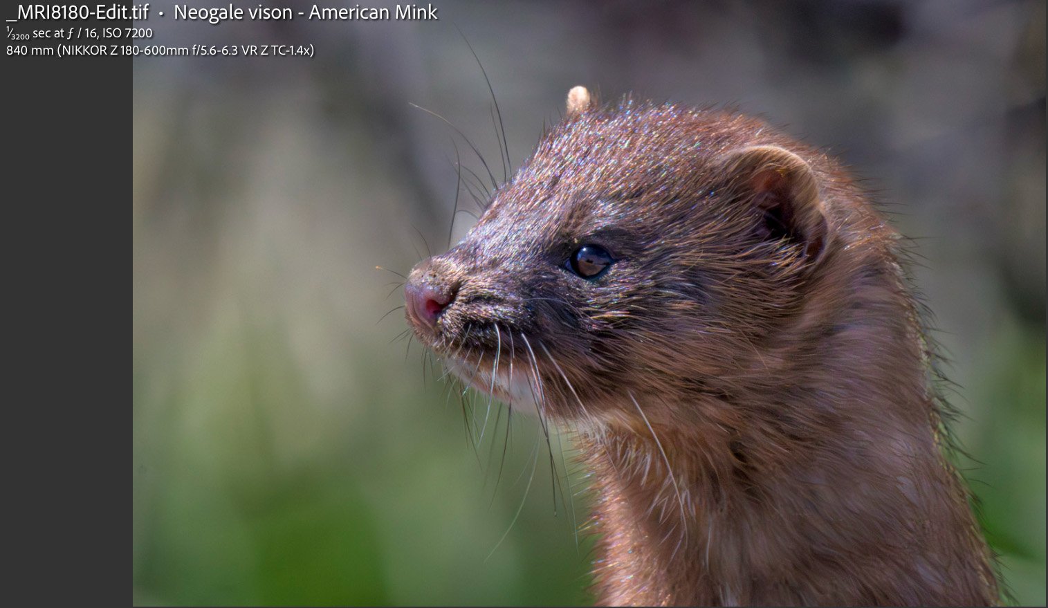 American Mink photo with Lightroom overlay showing species name and camera settings.