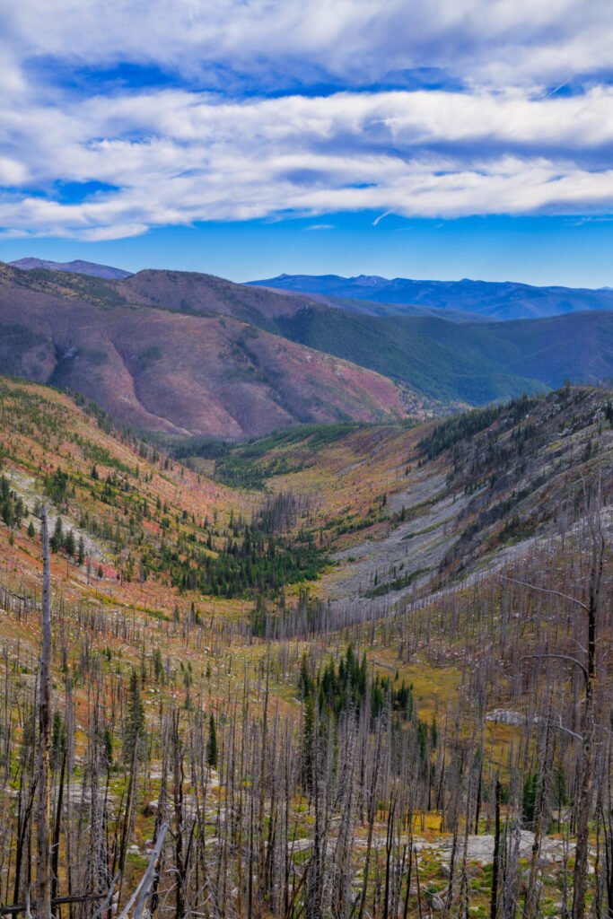 Looking down a burned valley with a green ribbon of surviving conifers in the drainage bottom and a pale granite slope on the right