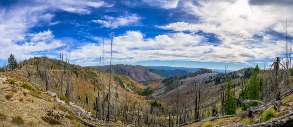 Wide panorama across the Gold Pan fire scar — standing gray snags and green regrowth under a big cloud-filled sky